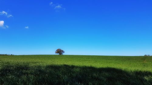 Scenic view of field against clear blue sky