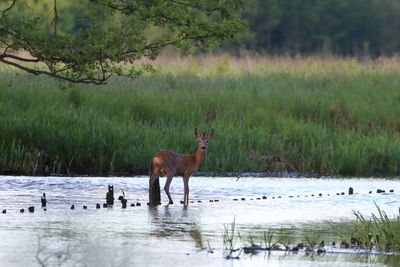 Deer in a lake