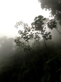 Trees in forest against sky