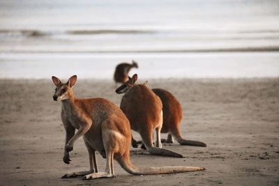 Horses on the beach