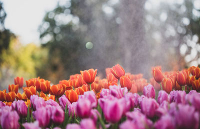 Tulips blooming outdoors during rainy season