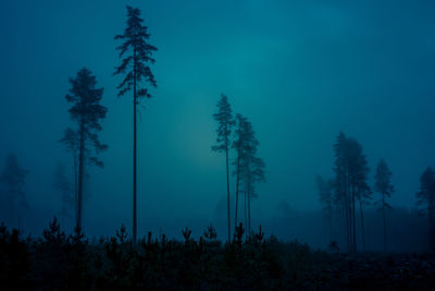 A springtime landscape of a forest clearing in northern europe. spring scenery of woodlands.