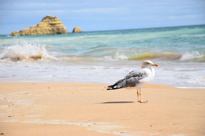 Seagull on a beach