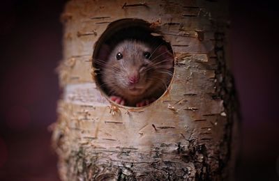 Close-up portrait of snake on wood