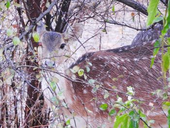 Low angle view of bird perching on tree