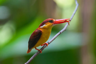 Close-up of bird perching on branch