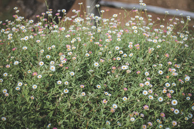 Close-up of flowering plants on field