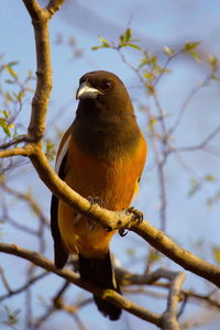 Close-up of bird perching on branch