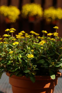 Close-up of potted plant