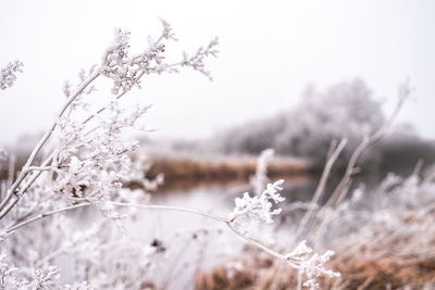 Close-up of frozen plant on field