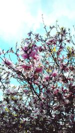 Low angle view of cherry blossom against sky