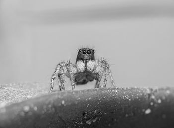 Close-up of spider on web