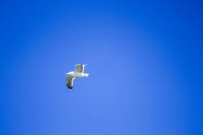 Low angle view of seagull flying