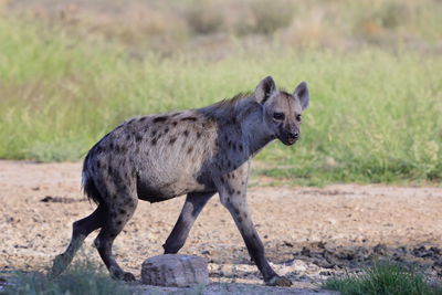 Side view of tiger on field
