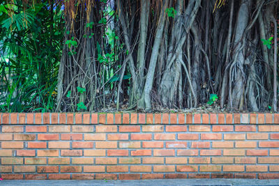 Plants growing on wall