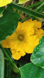 Close-up of yellow flowering plant leaves