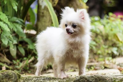 Portrait of white dog looking away