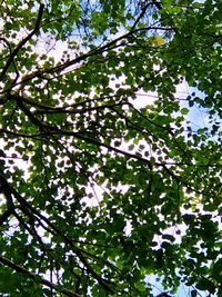 Low angle view of flowering tree against sky