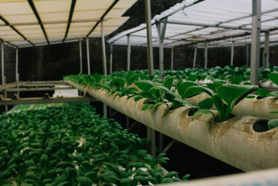 Hydroponic vegetables