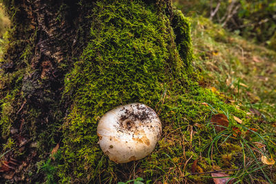 High angle view of mushroom growing on field