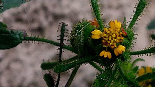 Close-up of yellow flowering plant