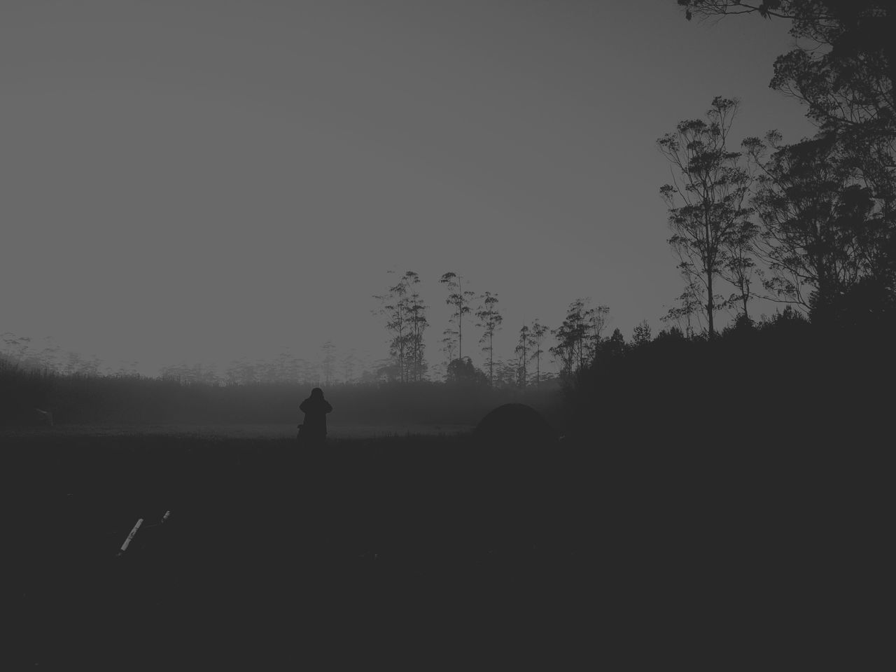 SILHOUETTE OF TREES ON FIELD