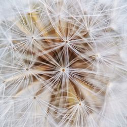 Full frame shot of white dandelion