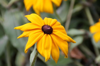 Close-up of yellow flower