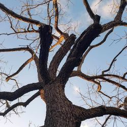 Low angle view of bare tree against sky