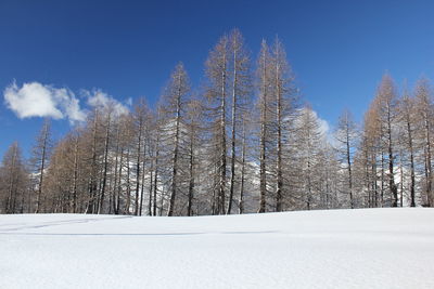 Snow covered trees in forest against sky