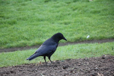 Bird perching on a field