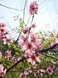 Low angle view of cherry blossoms in spring