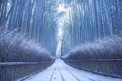 Kyoto arashiyama winter bamboo grove road