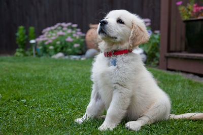 Close-up of dog sitting on grass