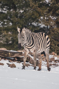 Zebra standing on snow covered land