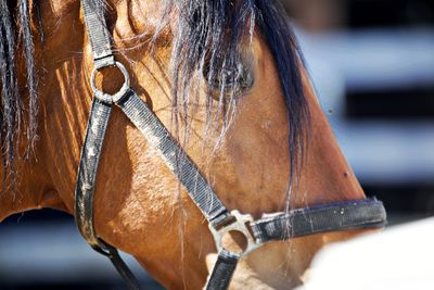 Close-up of horse