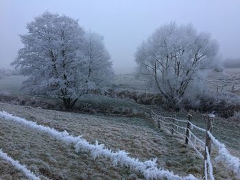 Trees on field during winter