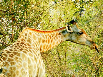 Side view of giraffe against grass