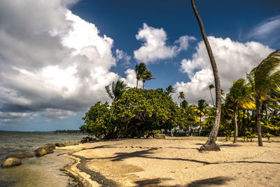 Trees on landscape against cloudy sky