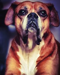 Close-up portrait of dog