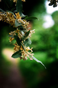 Close-up of plant against blurred background