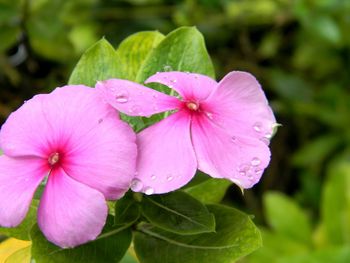 Close-up of wet pink flower blooming outdoors