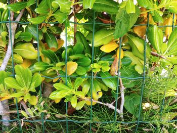 High angle view of yellow flowering plants on land