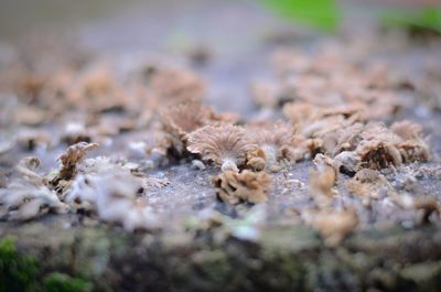 Close-up of mushrooms on log