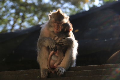 Full length mother monkey with baby sitting outdoors