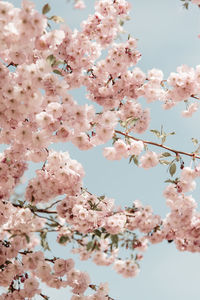 Close-up of pink cherry blossoms in spring