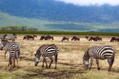 Zebras on landscape in tanzania