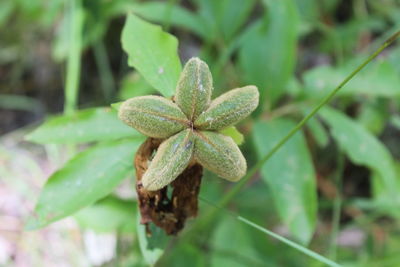 High angle view of plant growing on field