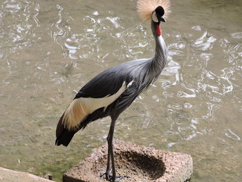 View of bird in lake