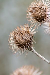 Thistle seedheads